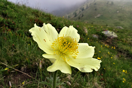 Anello Laghi dI Ponteranica-Monte Avaro dai Piani il 13 giugno 2017 - FOTOGALLERY